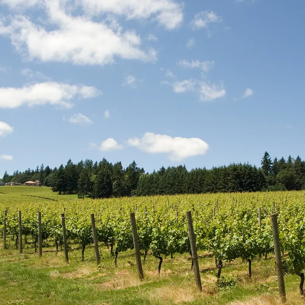 four graces foley family vineyard sq